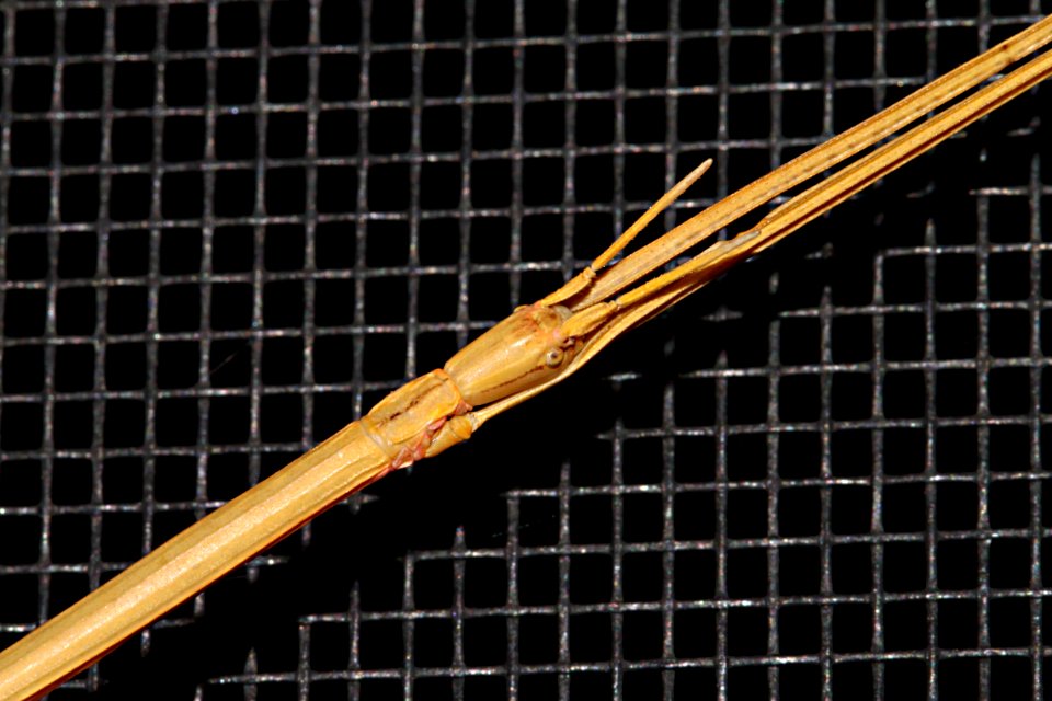 WALKINGSTICK, sp (Diapheromera sp) (9-14-10) yard, west of patagonia, scc, az -02