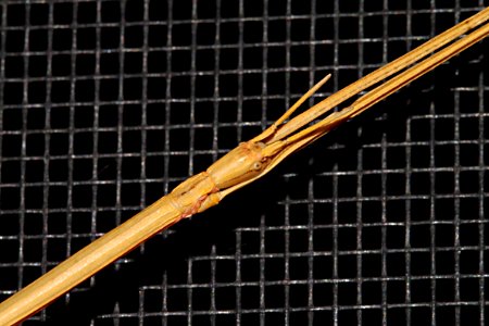 WALKINGSTICK, sp (Diapheromera sp) (9-14-10) yard, west of patagonia, scc, az -02