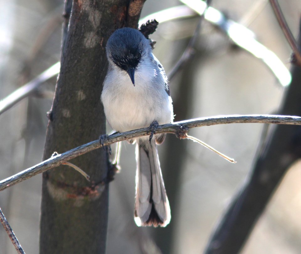 GNATCATCHER, BLACK-CAPPED (3-28-11) sonoita creek state natural area, scc, az -01