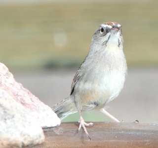 SPARROW, RUFOUS-CROWNED (3-21-11) 78 circulo montana, patagonia lake ranch estates, scc, az -03