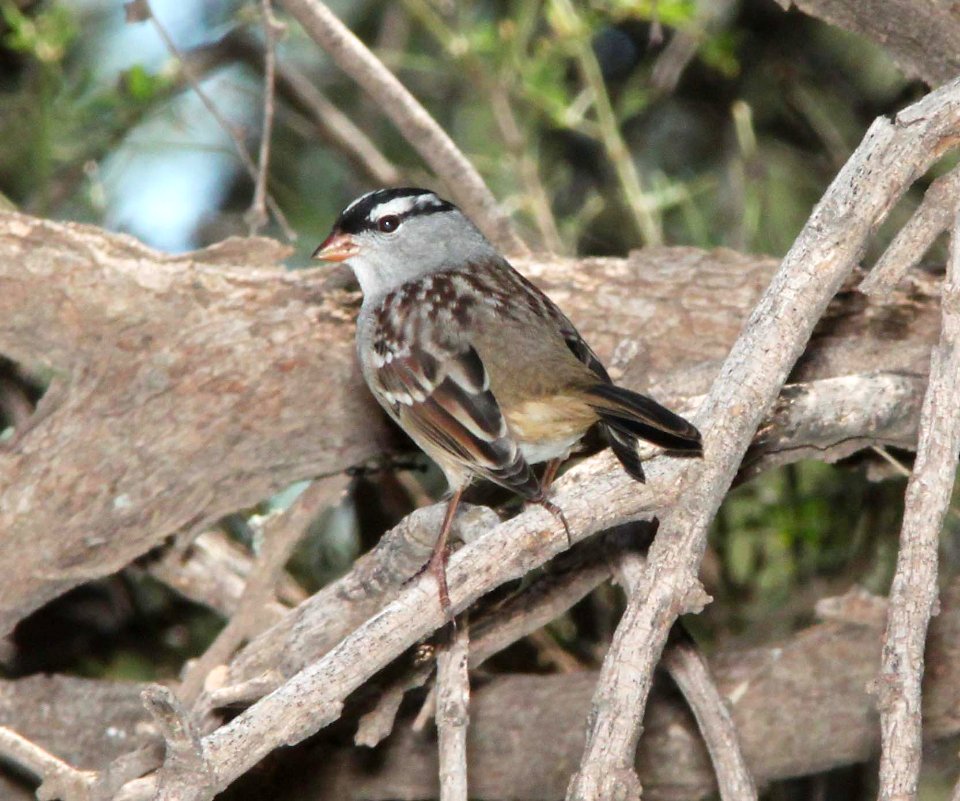 SPARROW, WHITE-CROWNED (9-18-10) oriantha, blue haven rd, patagonia, scc, az -01