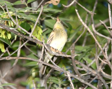 FLYCATCHER, third PACIFIC-SLOPE or CORDILLERAN (9-10-10) blue haven rd, patagonia, scc, az -04