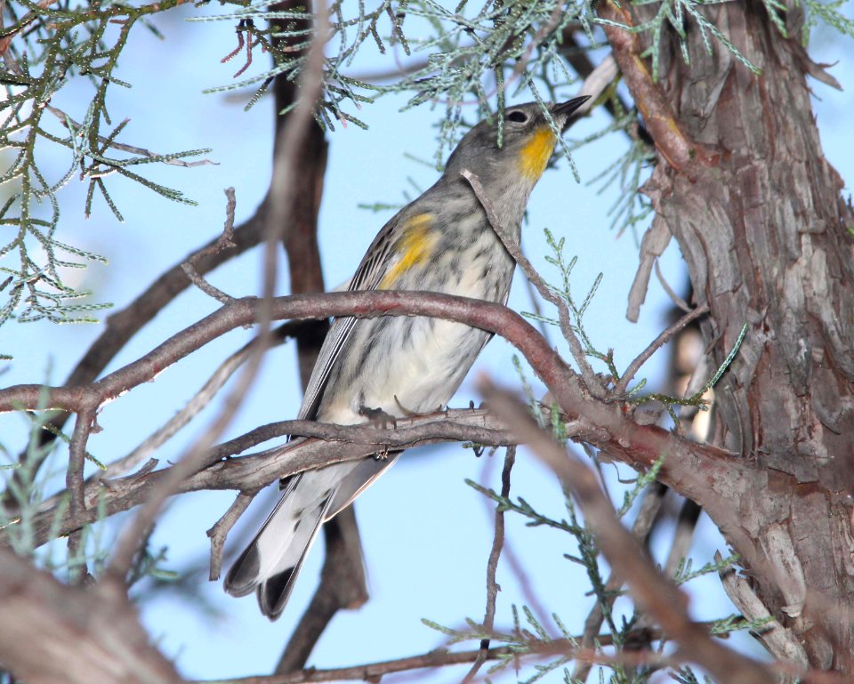WARBLER, YELLOW-RUMPED (10 -7-10) pena blanca lake, scc, az -01