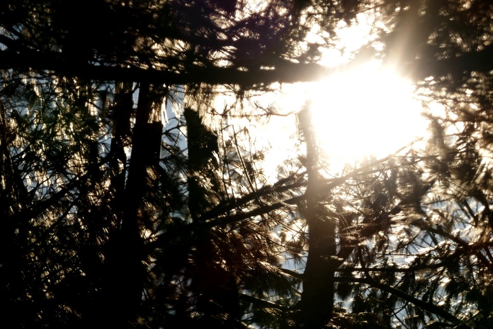 Interesting capture through morning trees.