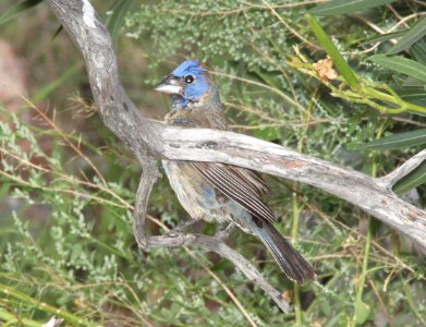 GROSBEAK, BLUE (8-7-10) yard west of patagonia, scc, az -01
