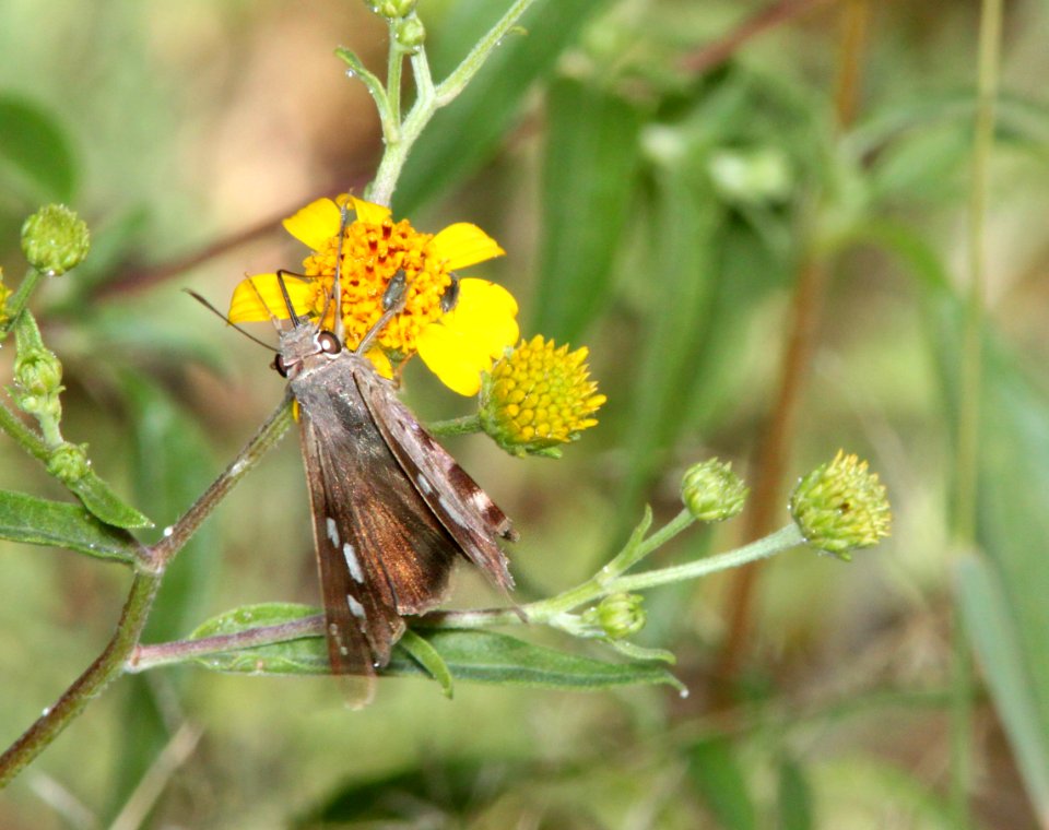 SKIPPER, HAMMOCK (Polygous leo) (9-26-10) montosa canyon, scc, az - (6)