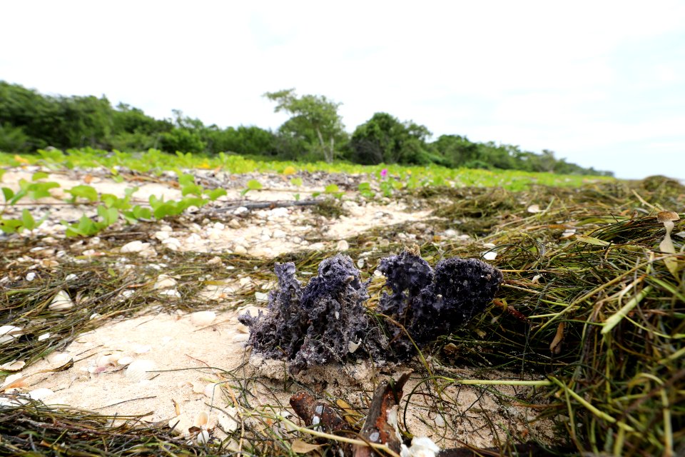NPSPhoto M.Collier 2019 CS BeachClean purpSponge
