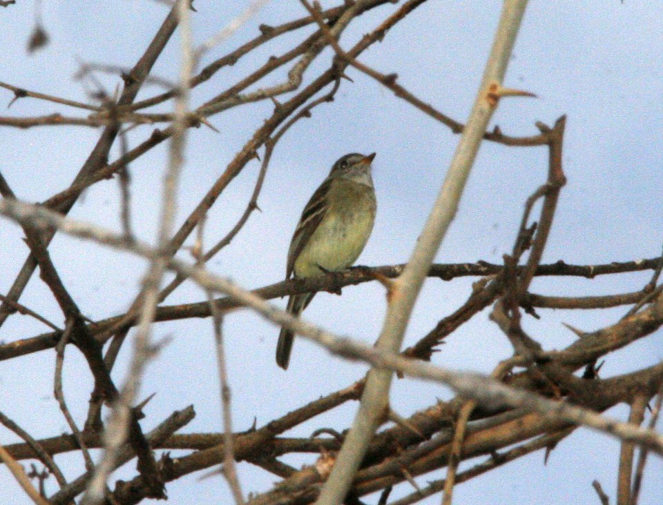 FLYCATCHER, DUSKY (1-21-09) patagonia, az -1