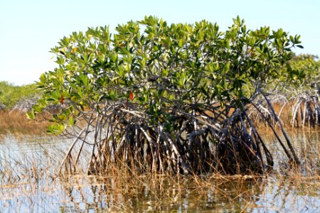 mangrove at 9 mile pond