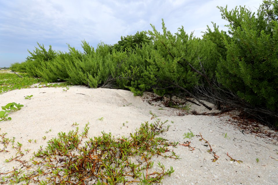 NPSPhoto M.Collier 2019 CS BeachClean HatchedGreenSeaTurt nest