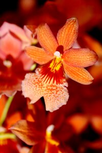 Flower flowers orchid