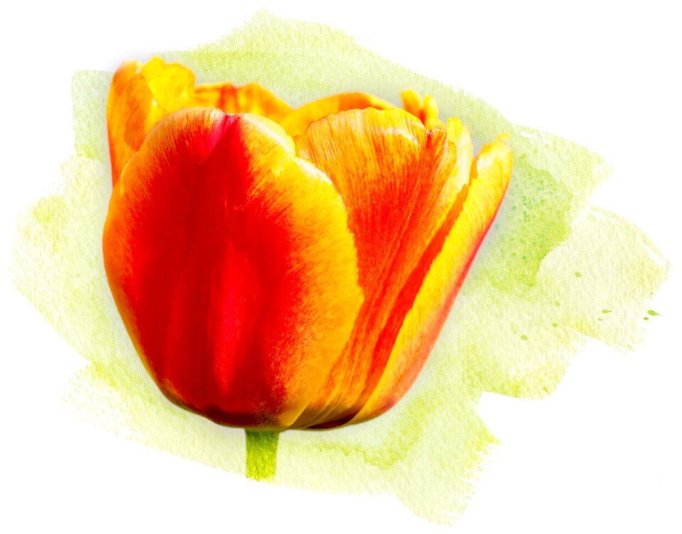 Blossom bloom orange yellow