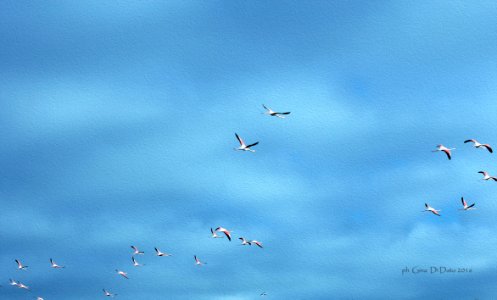in volo