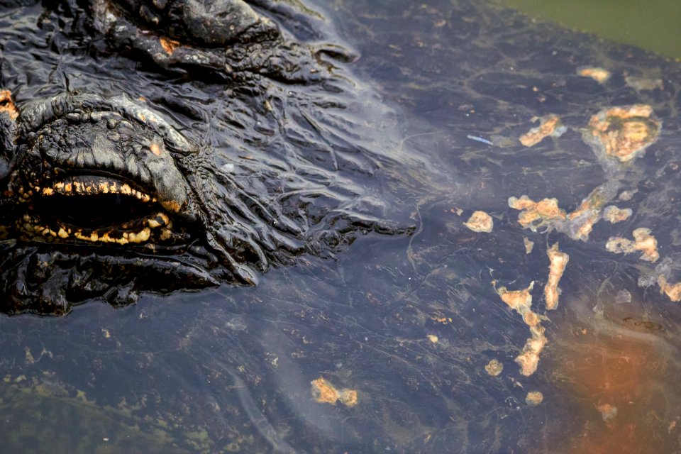 Alligator with scars