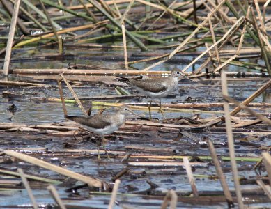 SANDPIPER, SOLITARY (9-17-10) bog hole, san rafael valley, scc, az -01