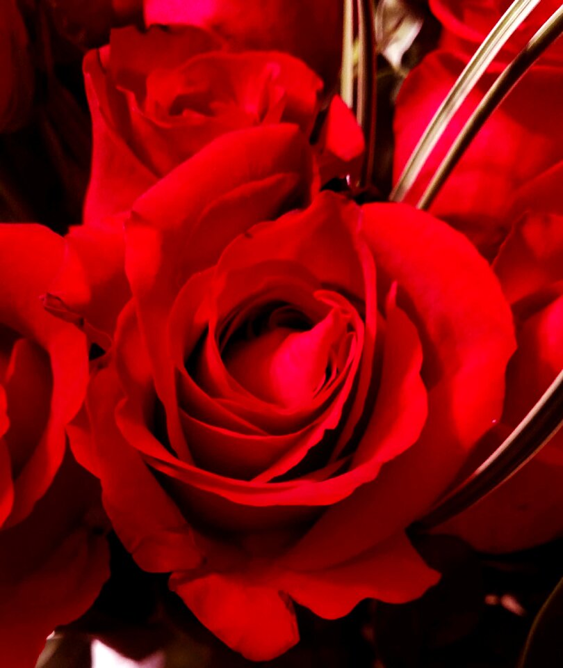 Flower valentine bud