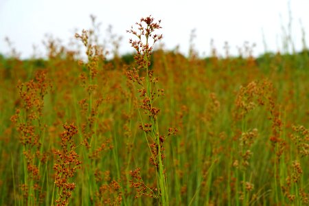 Sawgrass Blooms, Cladium jamaicense