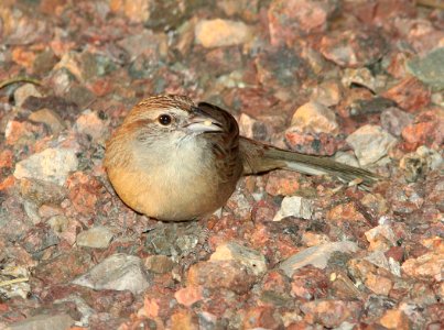 SPARROW, BOTTERI'S (3-24-11) 78 circulo montana, patagonia lake ranch estates, scc, az -04