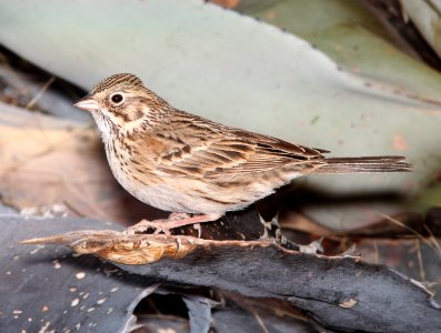 SPARROW, VESPER (3-21-11) 78 circulo montana, patagonia lake ranch estates, scc, az -01