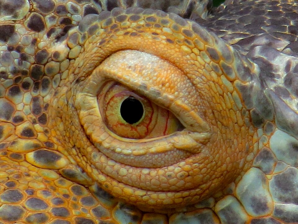 Reptile dragon lizard