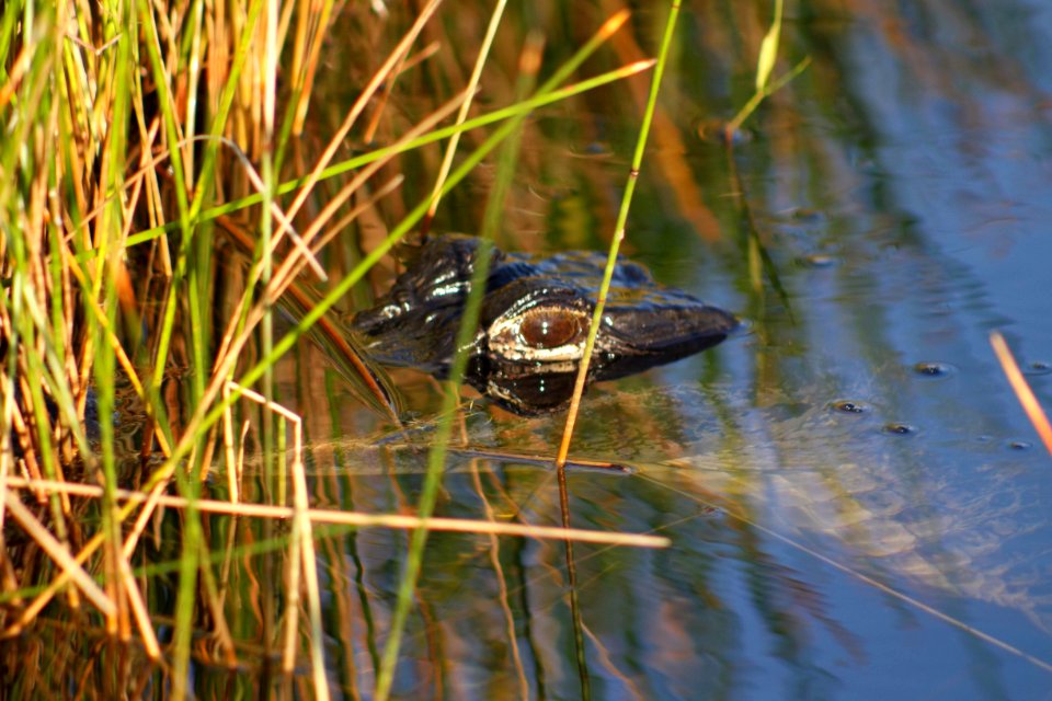 Gator Eye above water