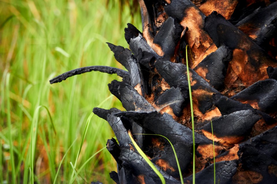 Burned cabbage palm