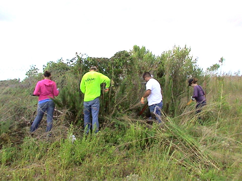 Shrub removal from Fence line