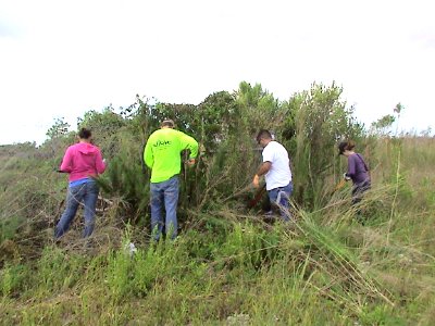 Shrub removal from Fence line