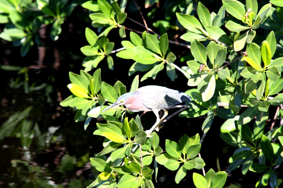 Green Heron