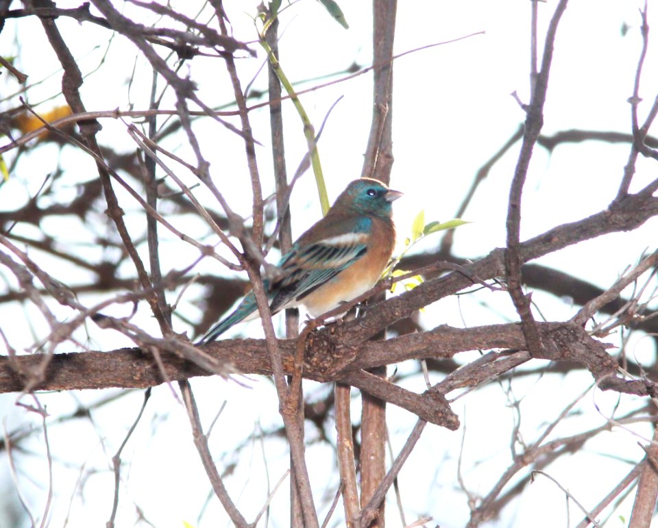 BUNTING, LAZULI (10-6-10) patagonia-sonoita creek preserve, scc, az -01