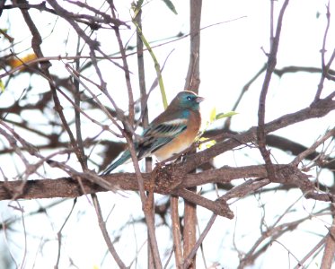 BUNTING, LAZULI (10-6-10) patagonia-sonoita creek preserve, scc, az -01