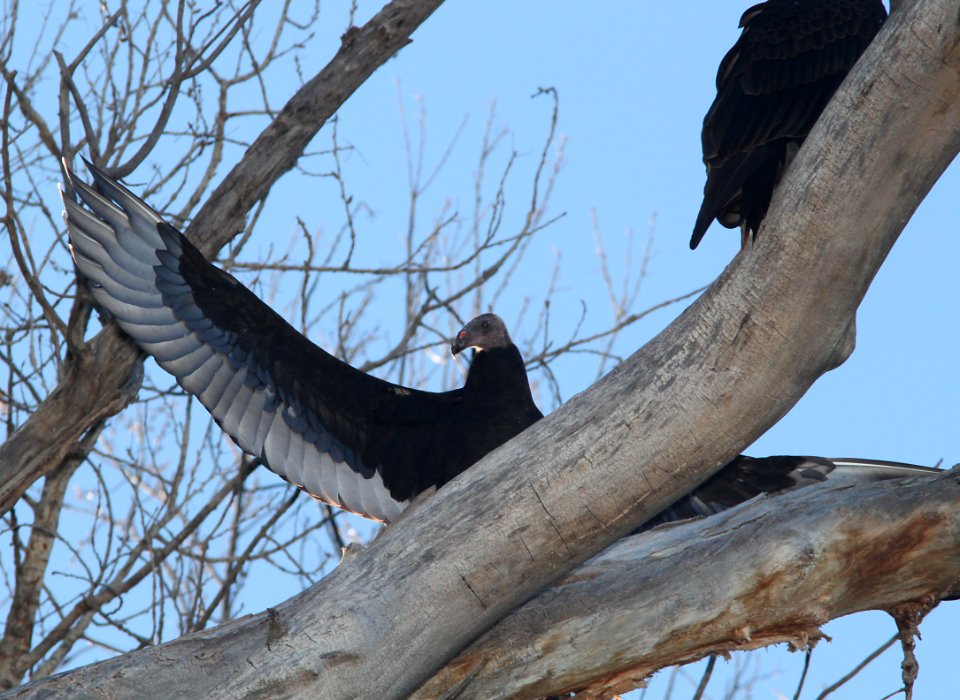 VULTURE, TURKEY (9-10-10) blue haven rd, patagonia, scc, az -05