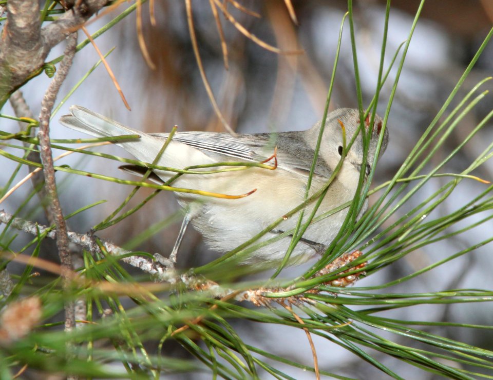 WARBLER, LUCY'S (3-12-11) kino springs, scc, az -02