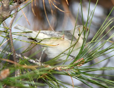 WARBLER, LUCY'S (3-12-11) kino springs, scc, az -02
