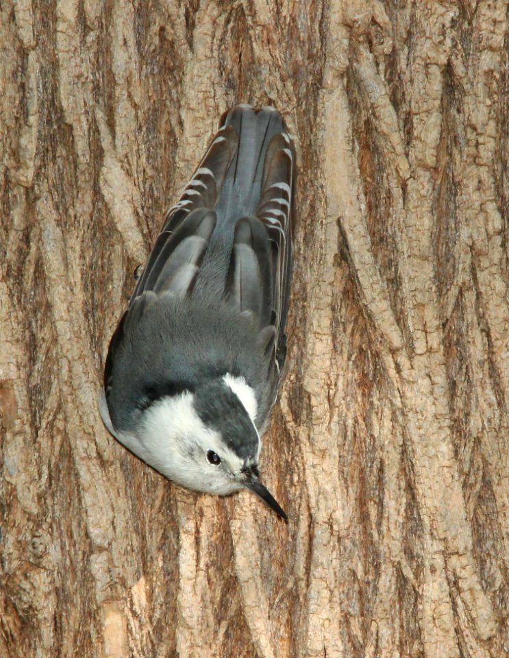 NUTHATCH, WHITE-BREASTED (Nelsoni) (8-11-10) paton's yard, patagonia, scc, az -01