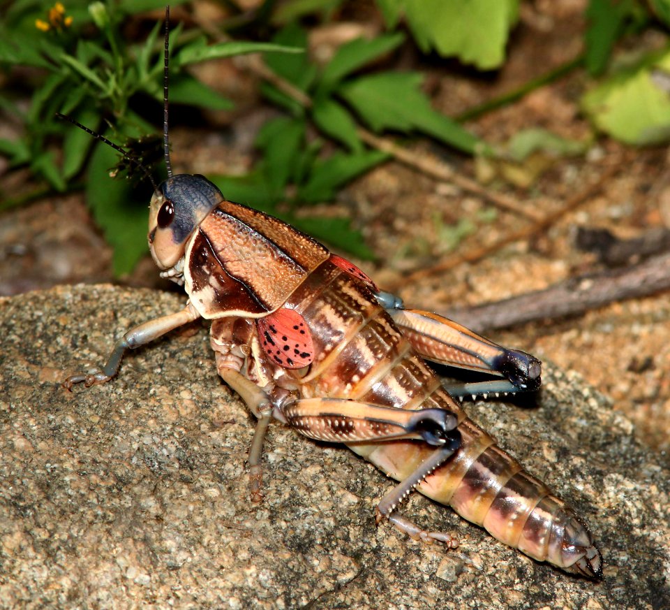 GRASSHOPPER, PLAINS LUBBER (Brachystola magna) (8-10-10) fem, yard, west of patagonia, scc, az -02 (9-17-10) 78 circulo montana, pat lake ranch estates, scc, az -02