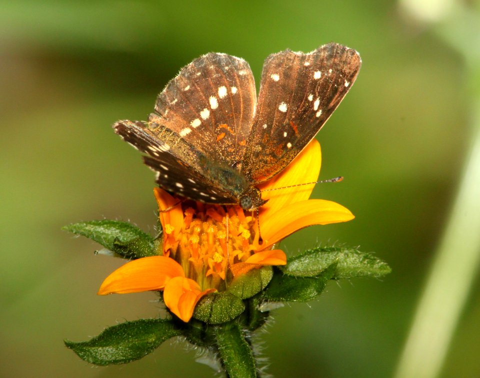CRESCENT, TEXAN (Anthanassa texana) (9-7-10) pat roadside rest, scc, az -01