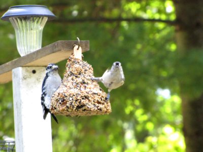 Downy and Titmouse 636