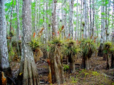 bromeliads , NPSphoto, P.Baxter.jpg