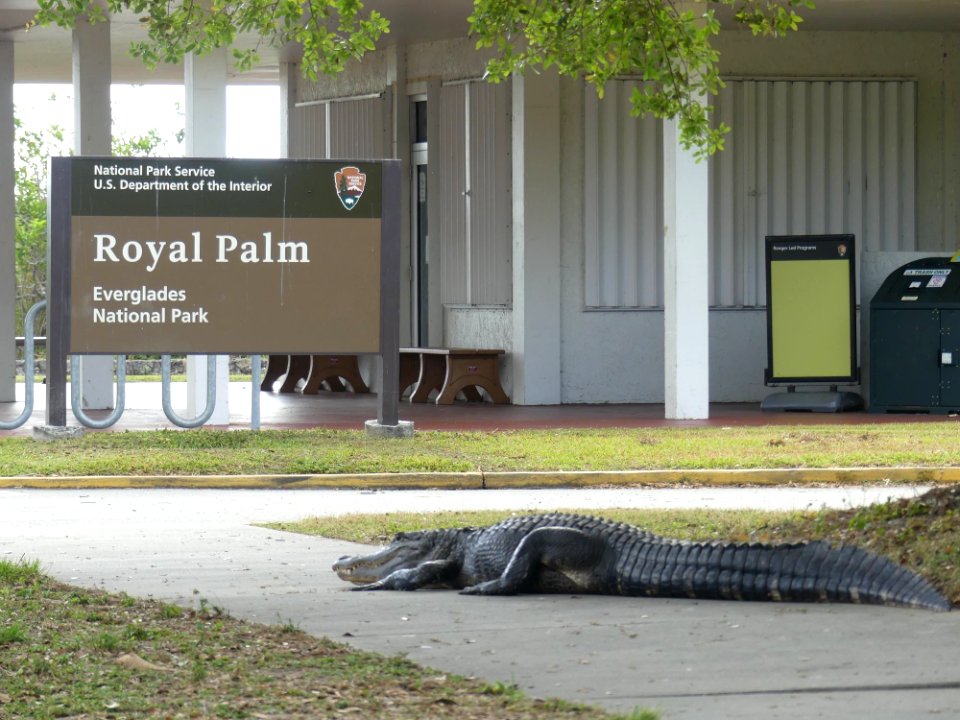 Alligator at Royal Palm Parking Lot