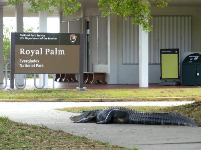 Alligator at Royal Palm Parking Lot