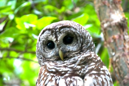 Barred Owl NPSPhoto, R. Cammauf (1)