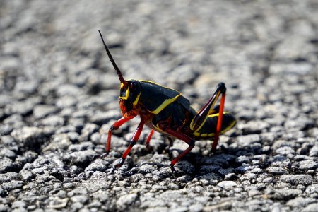 Lubber Grasshopper