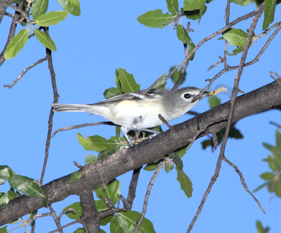 VIREO, PLUMBEOUS (9-28-10) pena blanca lake, scc, az -01