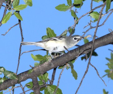 VIREO, PLUMBEOUS (9-28-10) pena blanca lake, scc, az -01