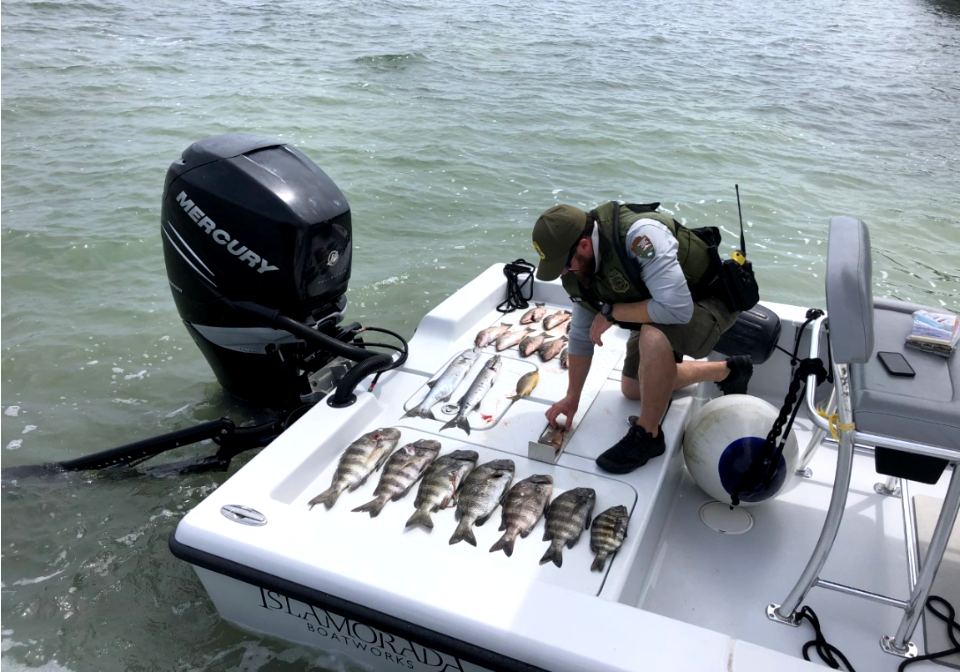 Park Ranger measures fish on a boat