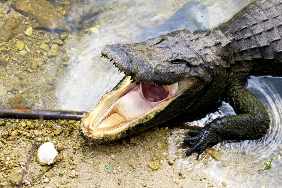 American Alligator with Mouth Open