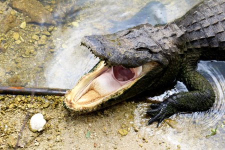 American Alligator with Mouth Open photo