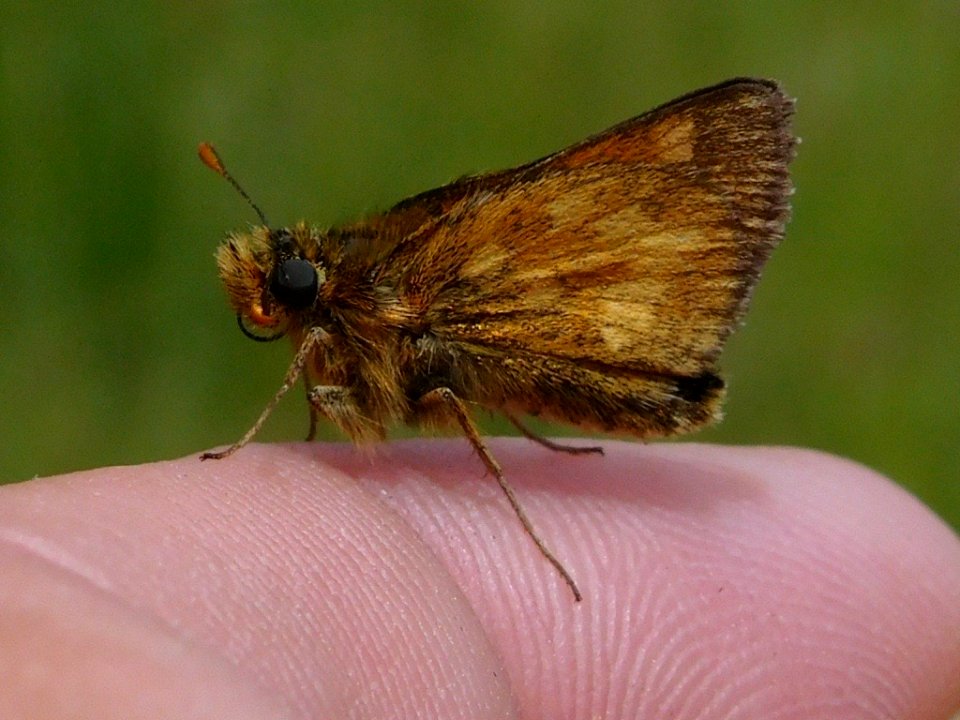 Mardon Skipper, Polites mardon klamathensis
