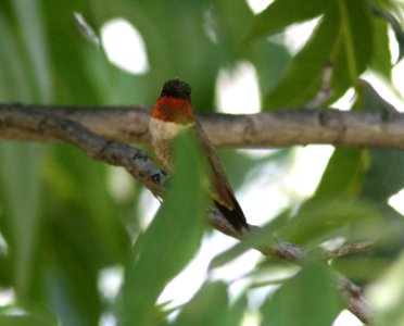 HUMMINGBIRD, RUBY-THROATED (10-10-08) patons, patagonia, az -03